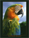 Captain Beaky